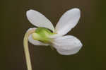 Bog white violet